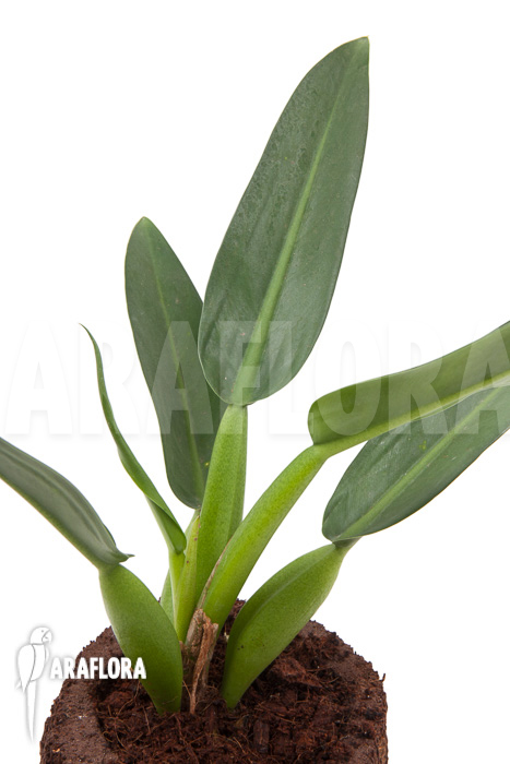 Philodendron ‚Fatboy‘