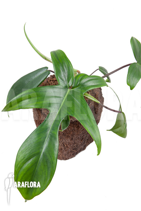 Philodendron florida