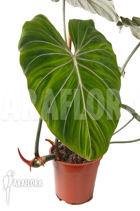 Philodendron gloriosum ‚B‘  ‚L‘