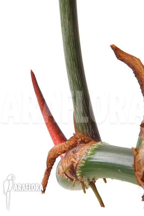 Philodendron gloriosum ‚B‘  ‚L‘