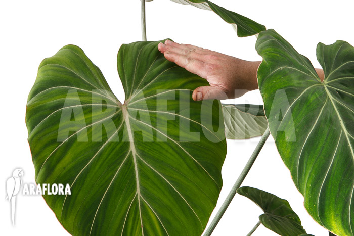 Philodendron gloriosum ‚B‘  ‚XL‘