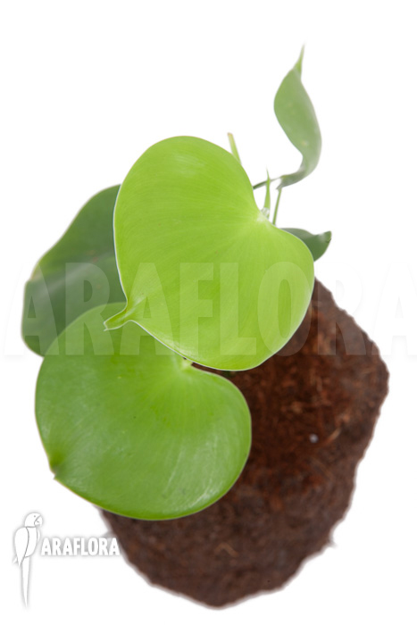 Philodendron grazielae