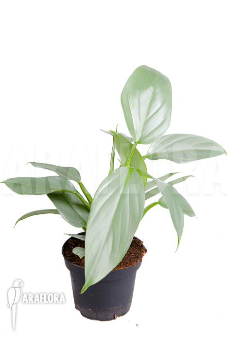 Philodendron hastatum Silver Sword ‚M‘