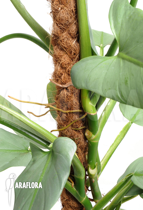 Philodendron hastatum ‚Silver Sword‘