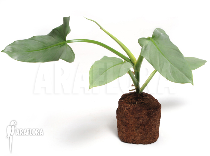 Philodendron hastatum ‚Silver sword‘ ‚flower‘