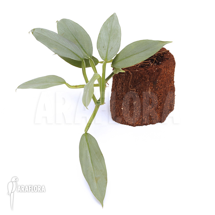 Philodendron hastatum ‚Silver sword‘ ‚flower‘