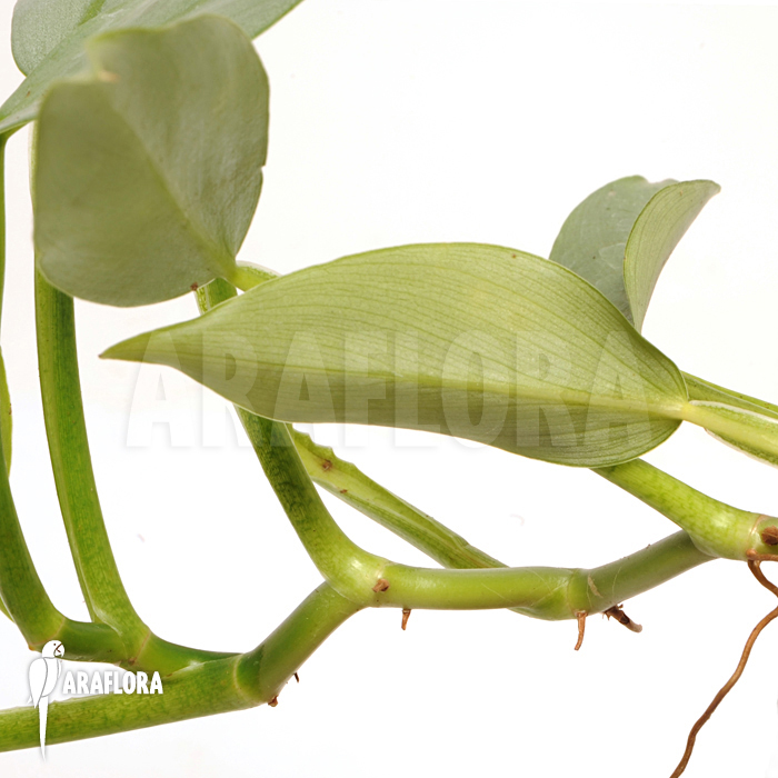 Philodendron hastatum ‚Silver Sword‘