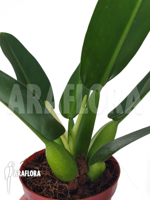 Philodendron martianum ’starter‘