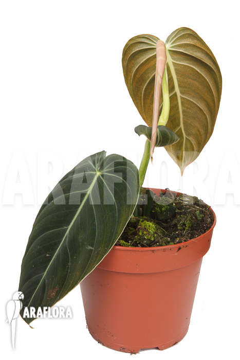 Philodendron melanochrysum M