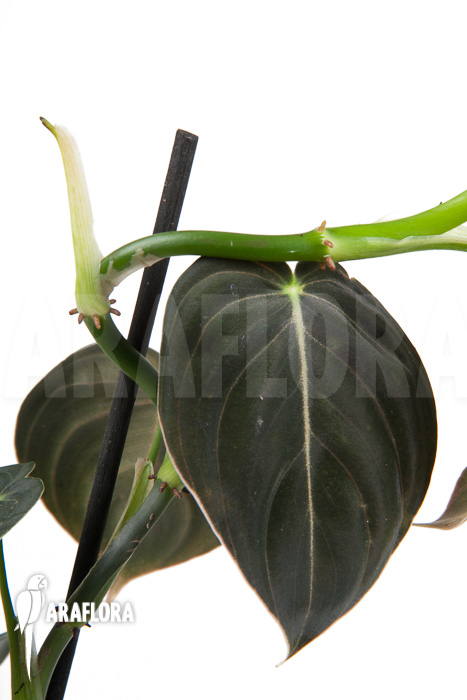 Philodendron micans ‚L‘