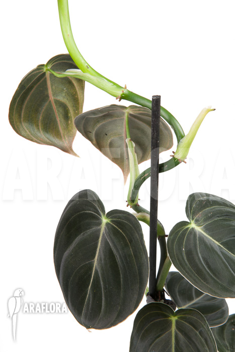 Philodendron micans ‚L‘