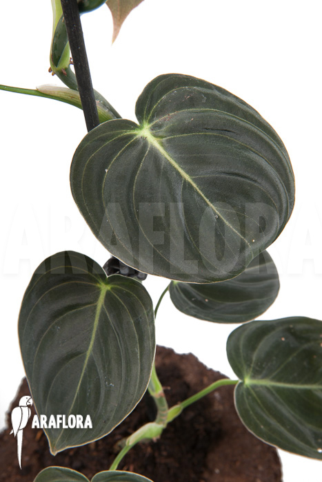 Philodendron micans ‚L‘