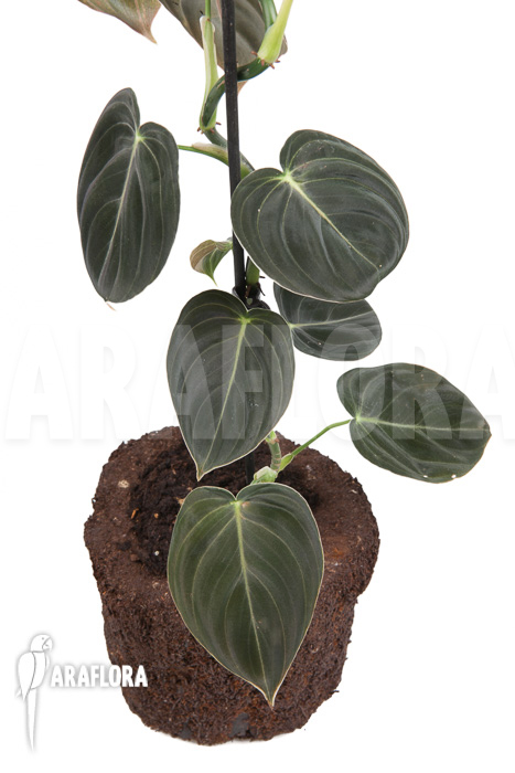 Philodendron micans ‚L‘