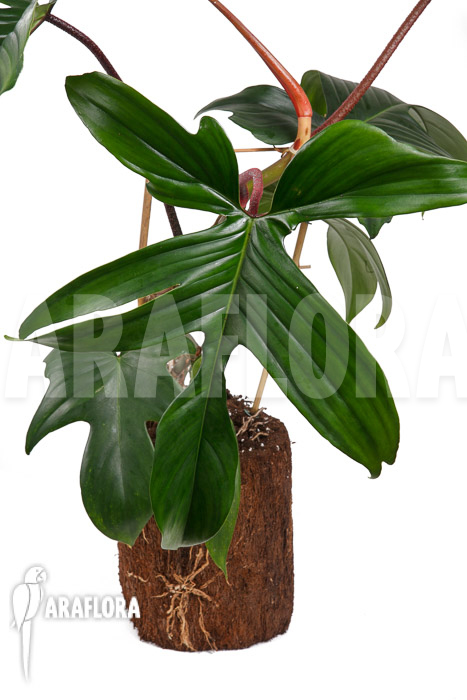 Philodendron pedatum