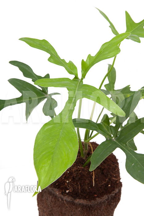 Philodendron pedatum ‚glad hands‘