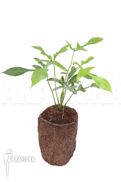 Philodendron pedatum ‚glad hands‘