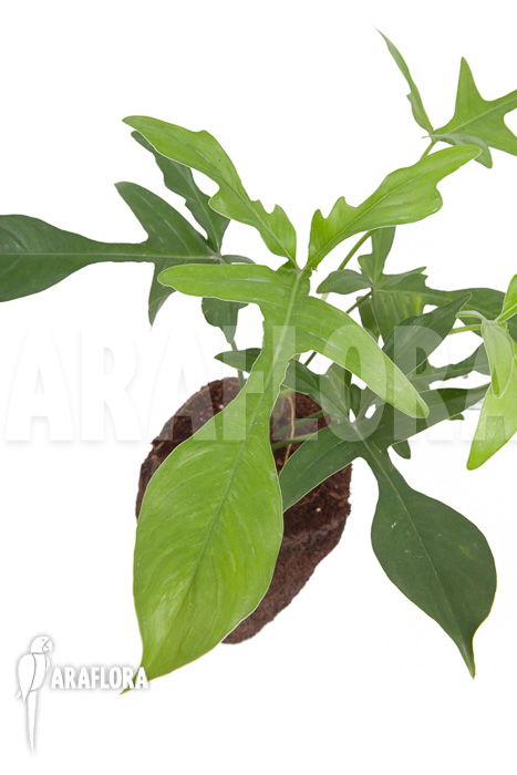 Philodendron pedatum ‚glad hands‘