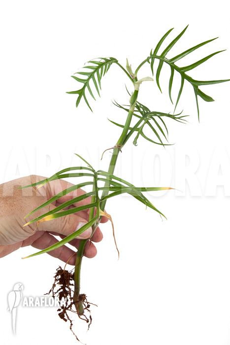 Philodendron polypodioides (tortum)