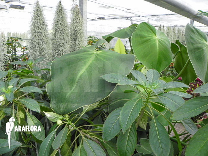 Philodendron rugosum