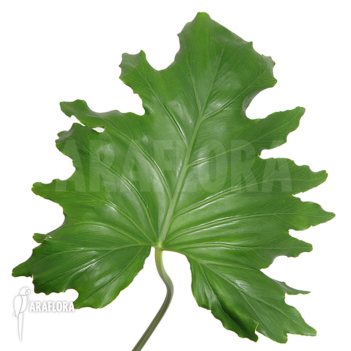 Philodendron selloum