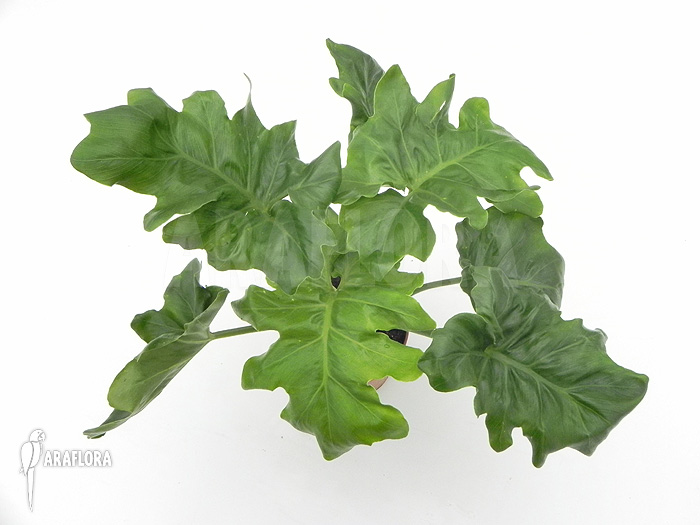 Philodendron selloum ‚Atom‘