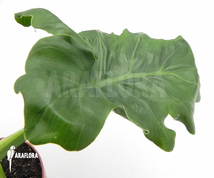 Philodendron selloum ‚Atom‘