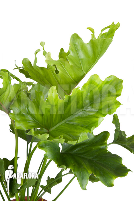 Philodendron selloum ‚Hope‘