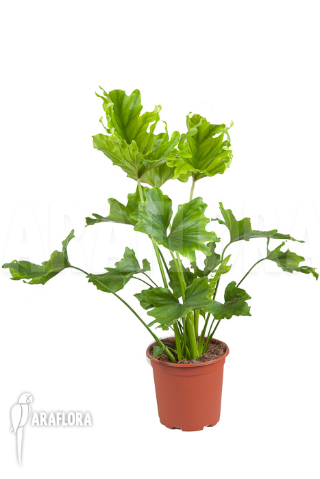 Philodendron selloum ‚Hope‘