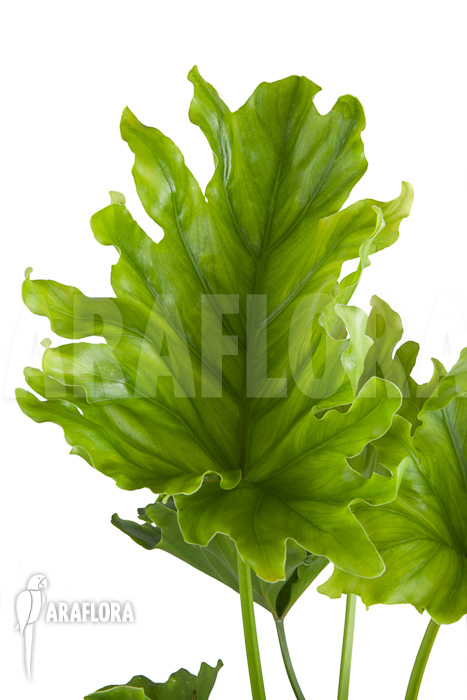 Philodendron selloum ‚Hope‘