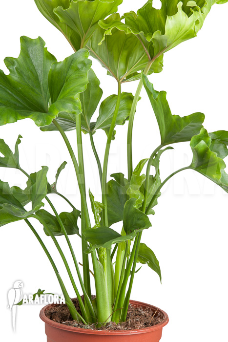 Philodendron selloum ‚Hope‘