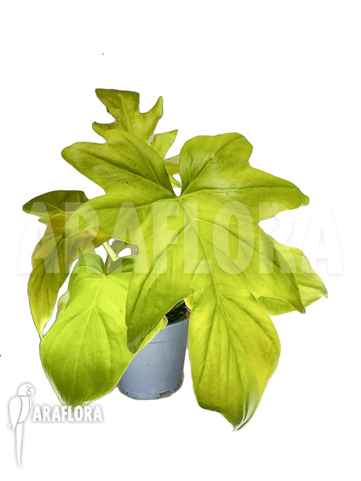 Philodendron selloum gold ’starter‘