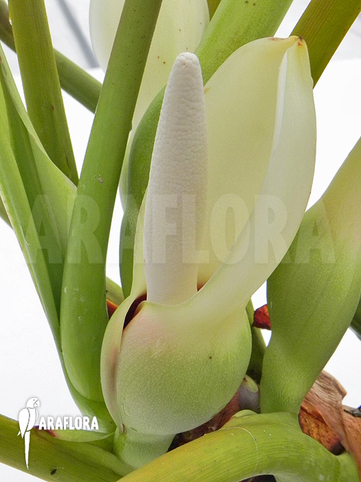 Philodendron species Duida Flower