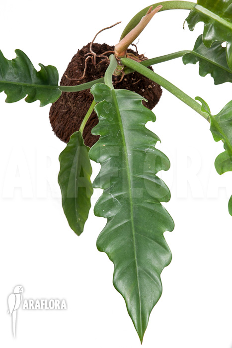 Philodendron species Narrow ‚Starter‘