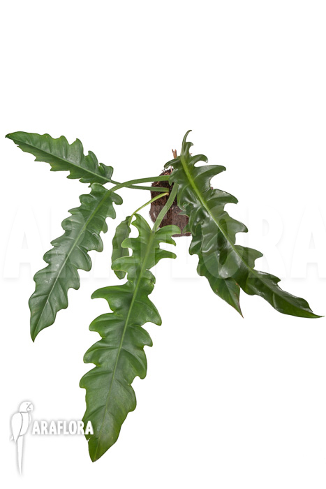 Philodendron species Narrow ‚Starter‘
