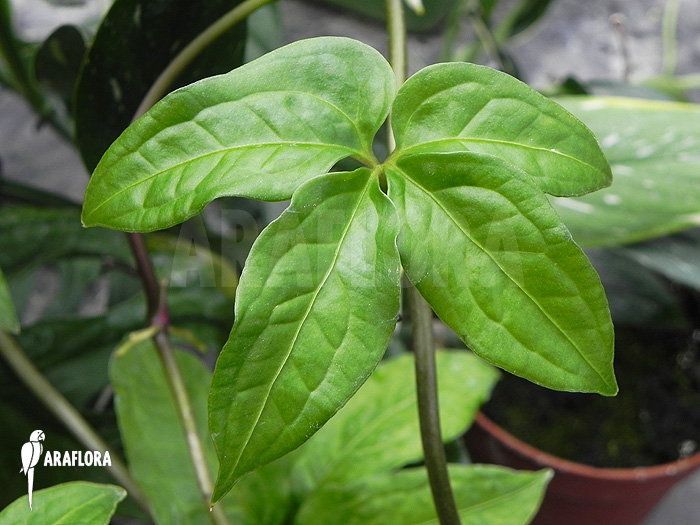 Philodendron species mini ‚Costa Rica‘