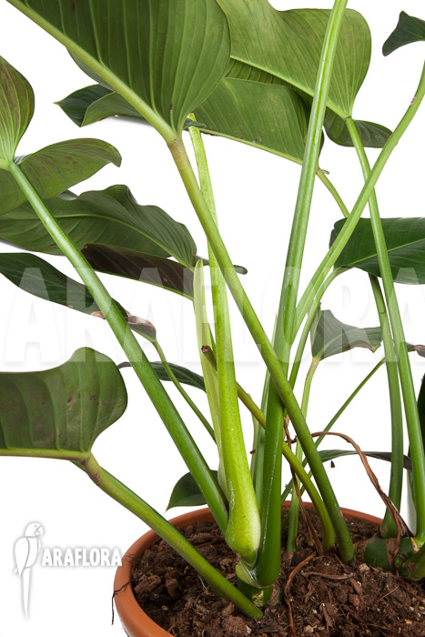 Philodendron species tilaran