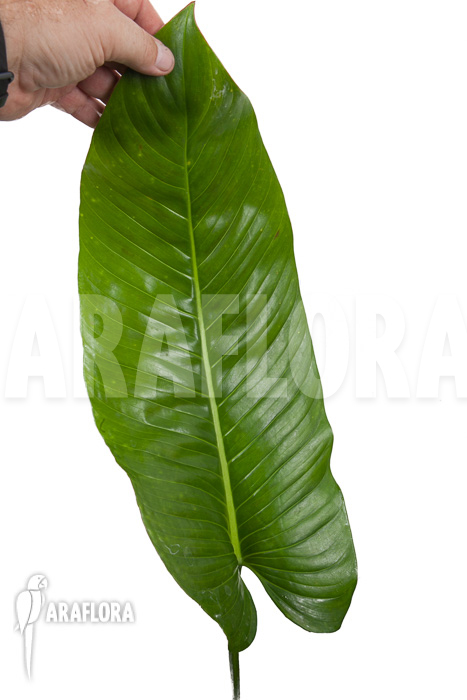 Philodendron species tilaran