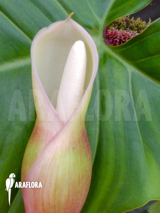 Philodendron squamiferum Flower