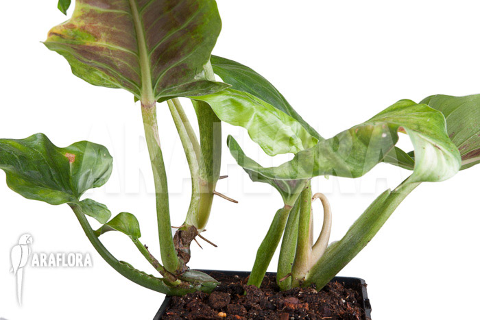 Philodendron subhastatum