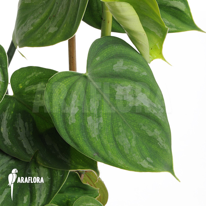 Philodendron variifolium