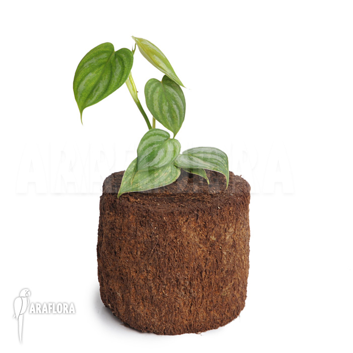 Philodendron variifolium ‚XL‘