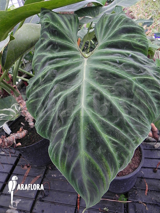 Philodendron verrucosum