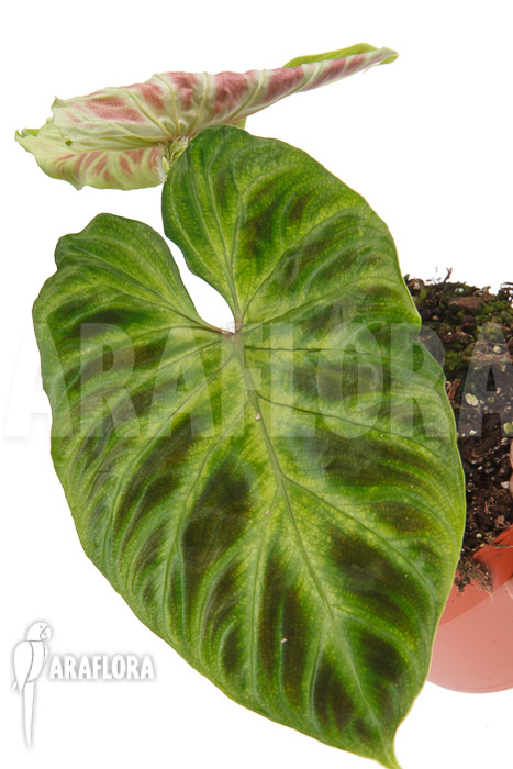 Philodendron verrucosum ‚M‘