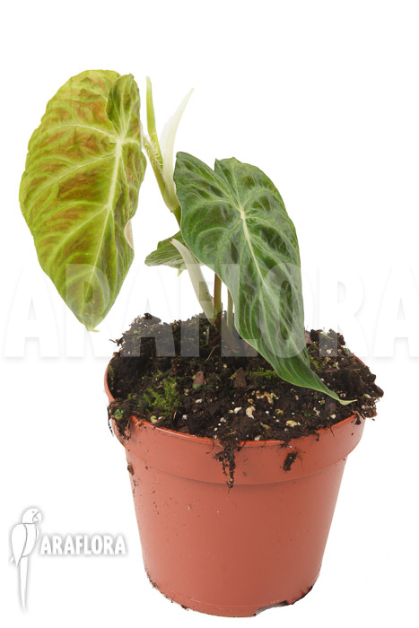 Philodendron verrucosum