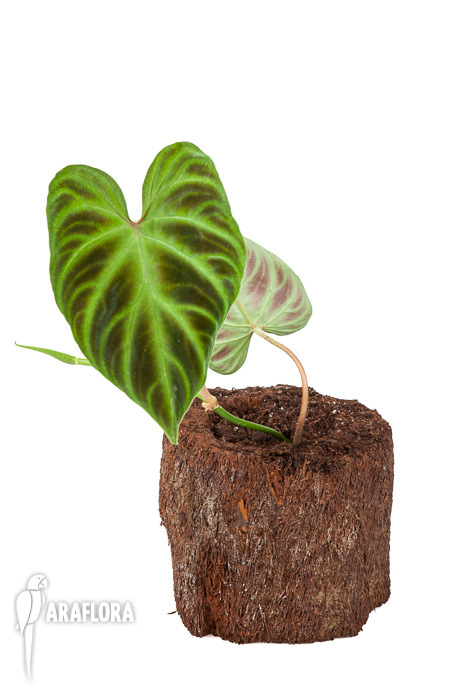 Philodendron verrucosum ‚Starter‘