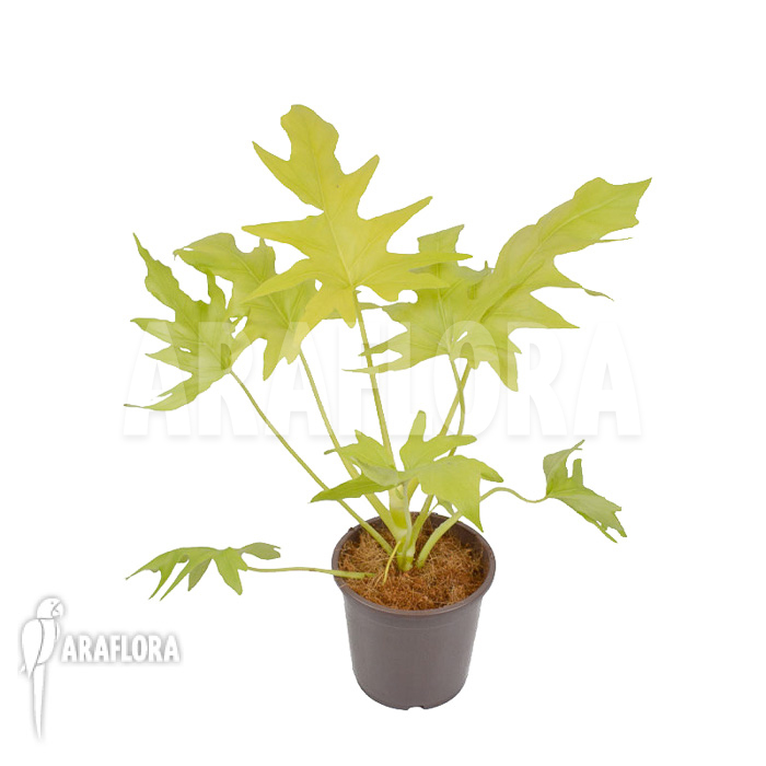 Philodendron warszewiczii flavum
