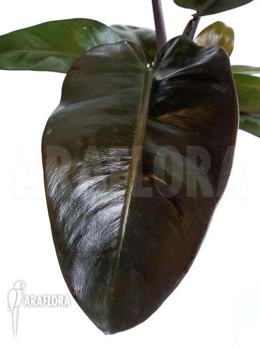 Philodendron x ‚Black Cardinal‘