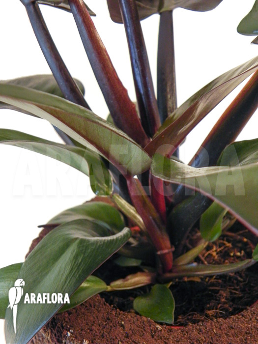 Philodendron x ‚Black Cardinal‘