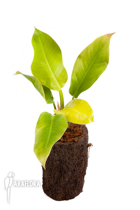 Philodendron x Moonlight