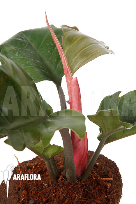 Philodendron x ‚Pluto Red‘